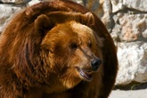 The beasts of the Russian linguistic menagerie 